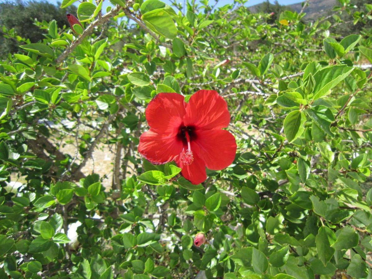Elisso Villas Platis Gialos  المظهر الخارجي الصورة